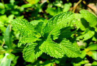 薄荷的功效與作用：清熱解暑的天然良藥